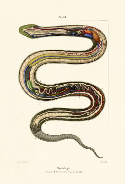 Organer, 1833-39 af French School